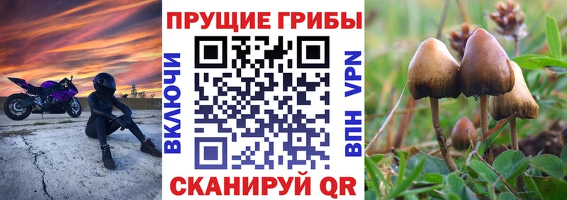 Купить  Сатка  Галлюциногенные грибы мухоморы 